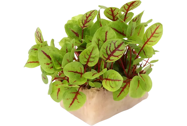 Vene cress single stuk